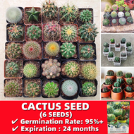 เมล็ดพันธุ์แท้ 100% เมล็ดพันธุ์ โอพันเทีย 6เมล็ด/ซอง Bonsai Cactus Seeds for Sale แคคตัสราคาถูก เมล็ดดอกไม้ การป้องกันรังสี ไม้อวบน้ำ ไม้ประดับ เมล็ดบอนสีเทพๆ ต้นไม้ฟอกอากาศ ต้นไม้ฟอกอากาศ ต้นไม้มงคล ของแต่งบ้าน บอลสี Cactus Plant Seed Flower Seeds