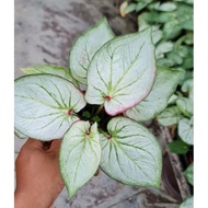 New Thai hybrid caladium rare plant