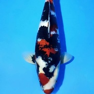 ikan koi showa import