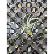 Augustfame -Tillandsia Mitlaensis var Tulensis