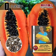 1 Pak (50 Butir) Benih Pepaya Raksasa Super Manis Big Red F1 Import / Biji Pepaya raksasa
