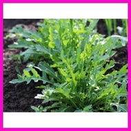☈ ◬ Arugula Rocket  Salad Vegetable Seeds ( 1000 seeds ) - Basic Farm House