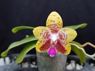 {親友蘭園} 蘭花拍賣之蝴蝶蘭- P.Orchid World ,有香味