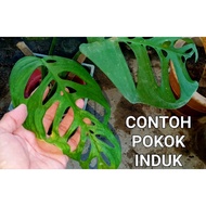 Anak Pokok Monstera Esqueleto
