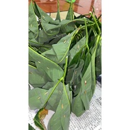 Tapai Beras Pulut Daun Getah | 100pcs