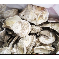 Bahan Penapis Cangkang Tiram untuk Kolam Ikan Bahan Penapis Cangkang Tiram Cangkang Koi Cangkang Tir