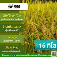 เมล็ดพันธุ์​ข้าว​ ข้าวเหนียว CP888 ซีพี888 นาปี นาปรัง ไม่ไวแสง เมล็ดเรียว นุ่ม 1-20 กก. คูลเกษตร ไร
