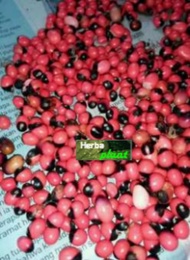 Benih biji pohon saga/benih tanaman daun saga (Isi 15)