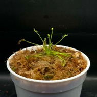 Drosera Intermedia (all green) Anthocyanin free