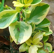 peperomia varigata / tanaman peperomia varigata / tanaman indor
