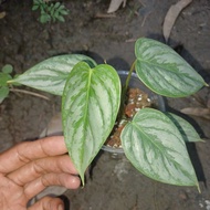 Philodendron Sodiroi_By Saudagar Aroid