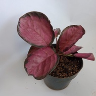 [Dijual] Tanaman hias Calathea Crimson, calatea daun pink, calatea