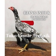 DISKON TERBATAS Ayam Bangkok asli pakhoy brutal pukul keras perusak