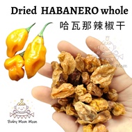 Dried Habanero Whole | Dried Habanero Pepper Chili | Habanero Cili Kering - Mexican Habanero