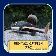 IKAN HIAS AIR TAWAR - RED TAIL CATFISH (RTC) SIZE JUMBO (±40cm)
