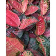 SUKSOM BATIK - Tanaman Hias Aglonema / Aglaonema