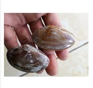 a. fosil kijing bungkem natural alam