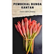 Pink Ruby Kantan Flower