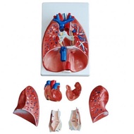 Anatomy model: NK- 320 หุ่นจำลองหลอดคอ หัวใจ และปอด