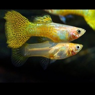 Golden cobra guppy / 1 pair / ikan Guppy / Live Fish / Aquarium / Aquascape / Ornamental Fish / lace