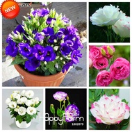 ☘️Double Leaf Eustoma Seeds Easy to Plant Live and Bloom Continuously in Four Seasons🌺🍀