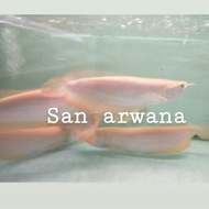 Arwana ikan silver arwana albino arowana albino - 18-20cm