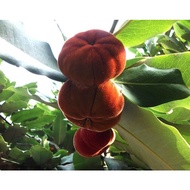 Anak Pokok Mentega/Seralat (Buah Nadir)