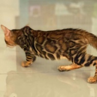 kucing bengal brown