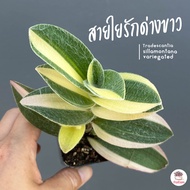 สายใยรักด่างขาว Tradescantia sillamontana variegated #ต้นเดี่ยว ไม้อวบน้ำ กุหลาบหิน cactus&amp;succulentหลากหลายสายพันธุ์