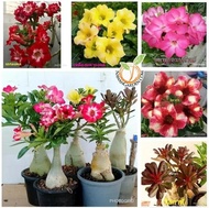 [HOT SELLING] ADENIUM ROSES Layering Flower Bonsai Direct Thailand Farm Random Pick/ Pokok Kemboja Cina Thailand