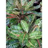 Aglaonema - Donna Carmen