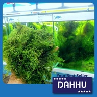 Java Moss Vesicularia Dubyana ( Aquarium /Aquascape / Paludarium / Vivarium / Plant / LowTech )