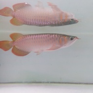 arwana super red 25 cm