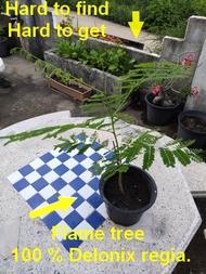 ต้นไม้ดหางนกยุง -  อายุ 1.5 ปี  - Flame tree  - Delonix regia 1.5 year.