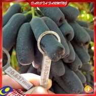 Anak Pokok Anggur Sweet Sapphire Seedless Buah Manis Grape Import Dari Thailand