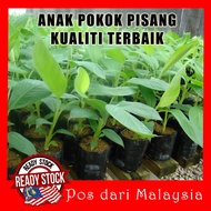 ANAK POKOK PISANG KAPAS, JELAR, UDANG MERAH DAN BERANGAN KULTUR