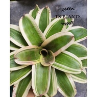 TKP , Bromeliad neoregelia, Bromeliad Siam , Outdoor Plant , Easy care Plant , 积水凤梨，Real Live Plant , Pokok Hidup
