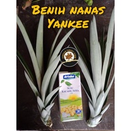 Benih NANAS YANKEE (AC6) - Kualiti terbaik, benih saiz besar (35 pcs)