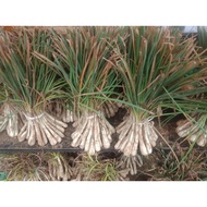 Palapa Sakurab Fresh