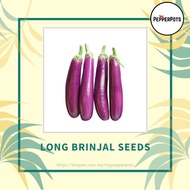 [Seeds] Long Eggplant / Aubergine / Brinjal / Terung Panjang Vegetable Seeds ±25 seeds (Seeds only)