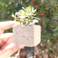 水泥製積木造型磁鐵迷你花盆 相容樂高積木 不含植物