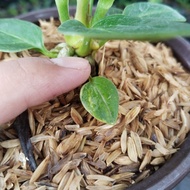 anthurium jemani mangkok ( dari indukan varigata) 