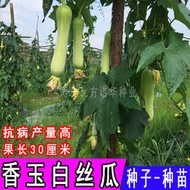 蔬菜種子 種籽四季種植 香嫩早熟線絲瓜籽白rou絲瓜香玉白絲瓜種子 種籽種苗hn