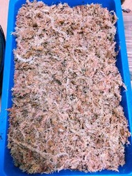 智利水草 5kg 免運費 鹿角蕨 蕨類