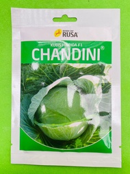Benih Kubis hibrida f1 CHANDINI dr Cap Rusa