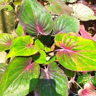 CALADIUM DWI WARNA/KELADI DWI WARNA CULTURE