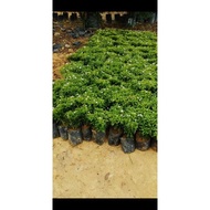 ervatamia dwarf anak pokok