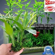 bambu hoki Sri rejeki sudah di lengkapi dengan media wabikusa tanaman aquascape akuarium