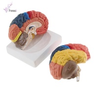 [freneci] Regional  - 2 Parts - Colored - Coded - Regions Include Frontal, Parietal Lobes, Occipital