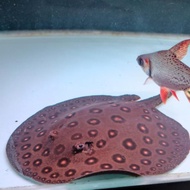 ikan pari motoro stingray ikan tankmate pari motoro stingray 13-17cm